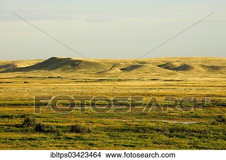 Picture - "Gently rolling hills of the prairie landscape, Grasslands National Park, Saskatchewan Province, Canada, North America". Fotosearch