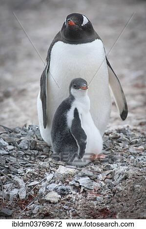 Stock Image - "Gentoo Penguin (Pygoscelis papua) and young at nest, Hannah Point, Livingston Island, South Shetland Islands, Antarctica". Fotosearch