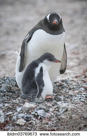 "Gentoo Penguin (Pygoscelis papua) and young at nest, Hannah Point, Livingston Island, South Shetland Islands, Antarctica" View Large Photo Image Stock Image - "Gentoo Penguin (Pygoscelis papua) and young at nest, Hannah Point, Livingston Island, South Shetland Islands, Antarctica". Fotosearch