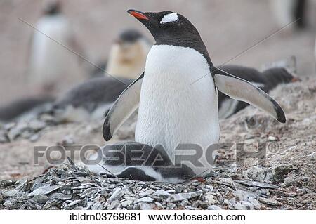 "Gentoo Penguin (Pygoscelis papua) and chick at the nest, Hannah Point, Livingston Island, South Shetland Islands, Antarctica" View Large Photo Image Stock Image - "Gentoo Penguin (Pygoscelis papua) and chick at the nest, Hannah Point, Livingston Island, South Shetland Islands, Antarctica". Fotosearch