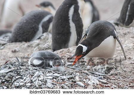 "Gentoo Penguin (Pygoscelis papua) and chick at the nest, Hannah Point, Livingston Island, South Shetland Islands, Antarctica" View Large Photo Image Stock Image - "Gentoo Penguin (Pygoscelis papua) and chick at the nest, Hannah Point, Livingston Island, South Shetland Islands, Antarctica". Fotosearch