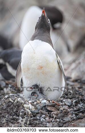 "Gentoo Penguin (Pygoscelis papua) and chick at the nest, Hannah Point, Livingston Island, South Shetland Islands, Antarctica" View Large Photo Image Stock Image - "Gentoo Penguin (Pygoscelis papua) and chick at the nest, Hannah Point, Livingston Island, South Shetland Islands, Antarctica". Fotosearch
