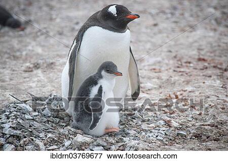 "Gentoo Penguin (Pygoscelis papua) and young at nest, Hannah Point, Livingston Island, South Shetland Islands, Antarctica" View Large Photo Image Stock Photo - "Gentoo Penguin (Pygoscelis papua) and young at nest, Hannah Point, Livingston Island, South Shetland Islands, Antarctica". Fotosearch