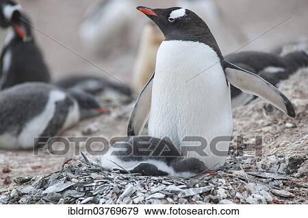 "Gentoo Penguin (Pygoscelis papua) and chick at the nest, Hannah Point, Livingston Island, South Shetland Islands, Antarctica" View Large Photo Image Stock Photo - "Gentoo Penguin (Pygoscelis papua) and chick at the nest, Hannah Point, Livingston Island, South Shetland Islands, Antarctica". Fotosearch