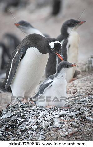 "Gentoo Penguin (Pygoscelis papua) and chick at the nest, Hannah Point, Livingston Island, South Shetland Islands, Antarctica" View Large Photo Image Stock Photo - "Gentoo Penguin (Pygoscelis papua) and chick at the nest, Hannah Point, Livingston Island, South Shetland Islands, Antarctica". Fotosearch