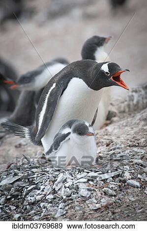 "Gentoo Penguin (Pygoscelis papua) and chick at the nest, Hannah Point, Livingston Island, South Shetland Islands, Antarctica" View Large Photo Image Stock Photo - "Gentoo Penguin (Pygoscelis papua) and chick at the nest, Hannah Point, Livingston Island, South Shetland Islands, Antarctica". Fotosearch