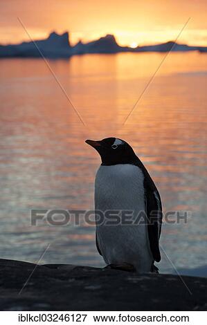 "Gentoo Penguin (Pygoscelis papua) at sunset in front of a fjord and icebergs, Booth Island, Pleneau Bay, Antarctic Peninsula, Antarctica" View Large Photo Image Stock Photo - "Gentoo Penguin (Pygoscelis papua) at sunset in front of a fjord and icebergs, Booth Island, Pleneau Bay, Antarctic Peninsula, Antarctica". Fotosearch