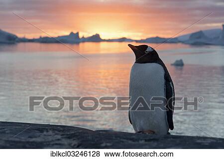 "Gentoo Penguin (Pygoscelis papua) at sunset in front of a fjord and icebergs, Booth Island, Pleneau Bay, Antarctic Peninsula, Antarctica" View Large Photo Image Stock Photo - "Gentoo Penguin (Pygoscelis papua) at sunset in front of a fjord and icebergs, Booth Island, Pleneau Bay, Antarctic Peninsula, Antarctica". Fotosearch