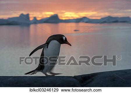 "Gentoo Penguin (Pygoscelis papua) at sunset in front of a fjord and icebergs, Booth Island, Pleneau Bay, Antarctic Peninsula, Antarctica" View Large Photo Image Stock Photo - "Gentoo Penguin (Pygoscelis papua) at sunset in front of a fjord and icebergs, Booth Island, Pleneau Bay, Antarctic Peninsula, Antarctica". Fotosearch
