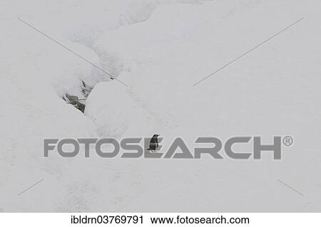 "Gentoo Penguin (Pygoscelis papua) in the snow, Walker Bay, Livingston Island, South Shetland Islands, Antarctica" View Large Photo Image Stock Image - "Gentoo Penguin (Pygoscelis papua) in the snow, Walker Bay, Livingston Island, South Shetland Islands, Antarctica". Fotosearch