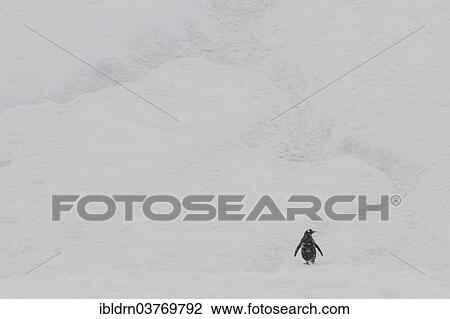 "Gentoo Penguin (Pygoscelis papua) in the snow, Walker Bay, Livingston Island, South Shetland Islands, Antarctica" View Large Photo Image Stock Image - "Gentoo Penguin (Pygoscelis papua) in the snow, Walker Bay, Livingston Island, South Shetland Islands, Antarctica". Fotosearch