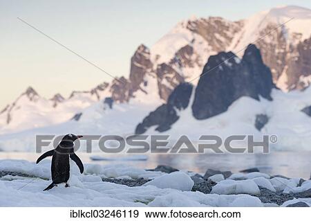 "Gentoo Penguin (Pygoscelis papua) in front of mountain scenery, Ronge Island, Errera Channel, Antarctic Peninsula, Antarctica" View Large Photo Image Stock Photo - "Gentoo Penguin (Pygoscelis papua) in front of mountain scenery, Ronge Island, Errera Channel, Antarctic Peninsula, Antarctica". Fotosearch