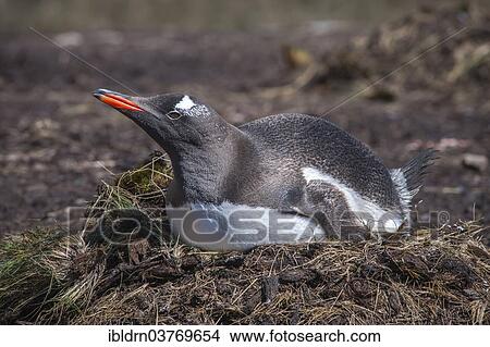 "Gentoo Penguin (Pygoscelis papua) on the nest, Godthul, South Georgia and the South Sandwich Islands, United Kingdom, Antarctica" View Large Photo Image Picture - "Gentoo Penguin (Pygoscelis papua) on the nest, Godthul, South Georgia and the South Sandwich Islands, United Kingdom, Antarctica". Fotosearch