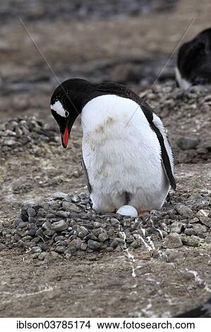 "Gentoo Penguin (Pygoscelis papua), on egg, brooding, Half Moon Island, Antarctica" View Large Photo Image Picture - "Gentoo Penguin (Pygoscelis papua), on egg, brooding, Half Moon Island, Antarctica". Fotosearch