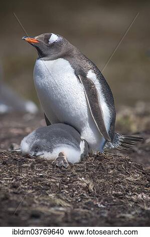 "Gentoo Penguin (Pygoscelis papua) on nest with young, Godthul, South Georgia and the South Sandwich Islands, United Kingdom, Antarctica" View Large Photo Image Stock Image - "Gentoo Penguin (Pygoscelis papua) on nest with young, Godthul, South Georgia and the South Sandwich Islands, United Kingdom, Antarctica". Fotosearch