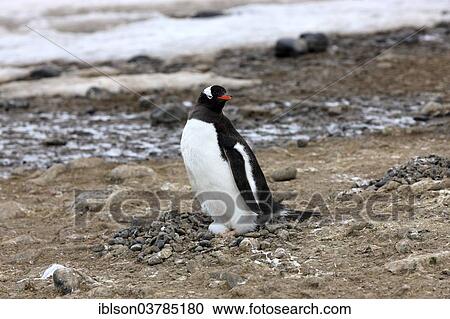 "Gentoo Penguin (Pygoscelis papua), on egg, brooding, Half Moon Island, Antarctica" View Large Photo Image Stock Image - "Gentoo Penguin (Pygoscelis papua), on egg, brooding, Half Moon Island, Antarctica". Fotosearch