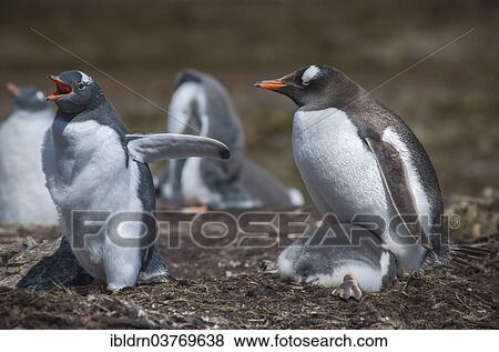 "Gentoo Penguin (Pygoscelis papua) on nest with young, Godthul, South Georgia and the South Sandwich Islands, United Kingdom, Antarctica" View Large Photo Image Stock Photo - "Gentoo Penguin (Pygoscelis papua) on nest with young, Godthul, South Georgia and the South Sandwich Islands, United Kingdom, Antarctica". Fotosearch