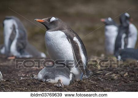 "Gentoo Penguin (Pygoscelis papua) on nest with young, Godthul, South Georgia and the South Sandwich Islands, United Kingdom, Antarctica" View Large Photo Image Stock Photo - "Gentoo Penguin (Pygoscelis papua) on nest with young, Godthul, South Georgia and the South Sandwich Islands, United Kingdom, Antarctica". Fotosearch
