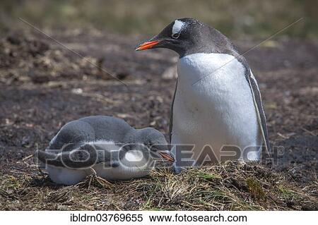 "Gentoo Penguin (Pygoscelis papua) on nest with young, Godthul, South Georgia and the South Sandwich Islands, United Kingdom, Antarctica" View Large Photo Image Stock Photography - "Gentoo Penguin (Pygoscelis papua) on nest with young, Godthul, South Georgia and the South Sandwich Islands, United Kingdom, Antarctica". Fotosearch