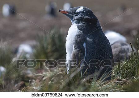 "Gentoo Penguin (Pygoscelis papua), juvenile, Godthul, South Georgia and the South Sandwich Islands, United Kingdom, Antarctica" View Large Photo Image Picture - "Gentoo Penguin (Pygoscelis papua), juvenile, Godthul, South Georgia and the South Sandwich Islands, United Kingdom, Antarctica". Fotosearch