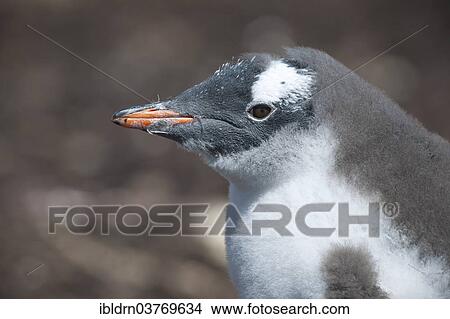 "Gentoo Penguin (Pygoscelis papua), young, Godthul, South Georgia and the South Sandwich Islands, United Kingdom, Antarctica" View Large Photo Image Picture - "Gentoo Penguin (Pygoscelis papua), young, Godthul, South Georgia and the South Sandwich Islands, United Kingdom, Antarctica". Fotosearch