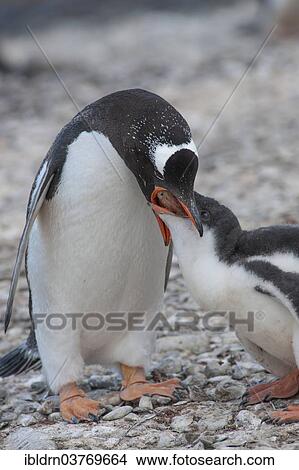Picture - "Gentoo Penguin (Pygoscelis papua) feeding young, Brown Bluff, Antarctic Peninsula, Antarctica". Fotosearch