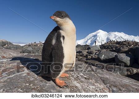 "Gentoo Penguin (Pygoscelis papua), chick with downy plumage, Jougla Point, Port Lockroy, Antarctic Peninsula, Antarctica" View Large Photo Image Picture - "Gentoo Penguin (Pygoscelis papua), chick with downy plumage, Jougla Point, Port Lockroy, Antarctic Peninsula, Antarctica". Fotosearch