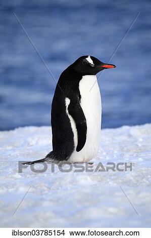 "Gentoo Penguin (Pygoscelis papua), adult, snow, Half Moon Island, Antarctica" View Large Photo Image Picture - "Gentoo Penguin (Pygoscelis papua), adult, snow, Half Moon Island, Antarctica". Fotosearch