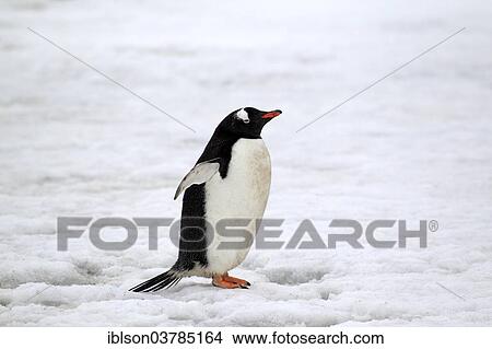 "Gentoo Penguin (Pygoscelis papua), adult, snow, Half Moon Island, Antarctica" View Large Photo Image Picture - "Gentoo Penguin (Pygoscelis papua), adult, snow, Half Moon Island, Antarctica". Fotosearch