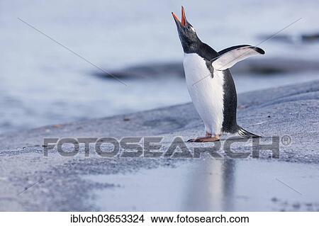 "Gentoo Penguin (Pygoscelis papua), calling, Antarctica" View Large Photo Image Picture - "Gentoo Penguin (Pygoscelis papua), calling, Antarctica". Fotosearch