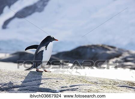 "Gentoo Penguin (Pygoscelis papua), Antarctica" View Large Photo Image Picture - "Gentoo Penguin (Pygoscelis papua), Antarctica". Fotosearch