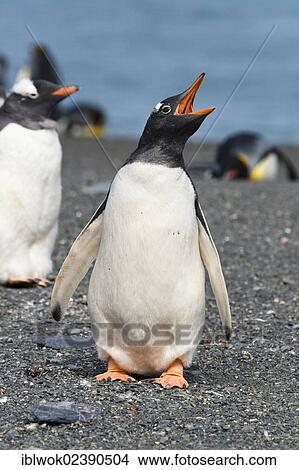 "Gentoo Penguin (Pygoscelis papua), calling, Gold Harbour, South Georgia, sub-Antarctic and Antarctic" View Large Photo Image Picture - "Gentoo Penguin (Pygoscelis papua), calling, Gold Harbour, South Georgia, sub-Antarctic and Antarctic". Fotosearch