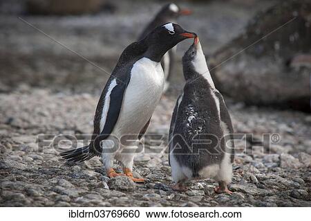 Stock Image - "Gentoo Penguin (Pygoscelis papua) feeding young, Brown Bluff, Antarctic Peninsula, Antarctica". Fotosearch