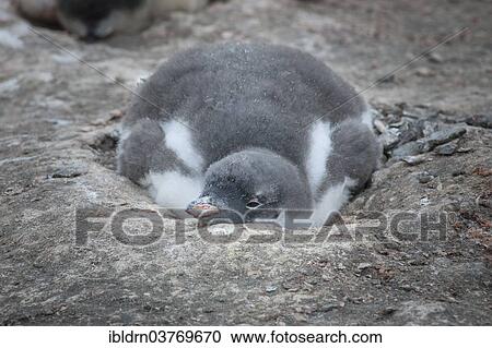 "Gentoo Penguin (Pygoscelis papua) chick in the nest, Hannah Point, Livingston Island, South Shetland Islands, Antarctica" View Large Photo Image Stock Image - "Gentoo Penguin (Pygoscelis papua) chick in the nest, Hannah Point, Livingston Island, South Shetland Islands, Antarctica". Fotosearch