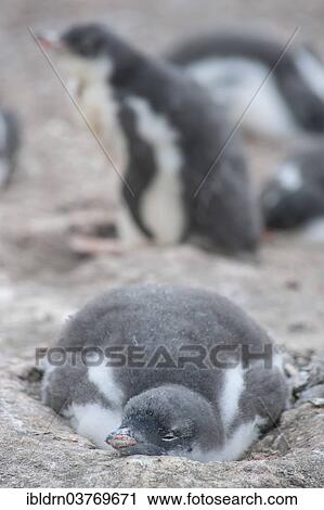 "Gentoo Penguin (Pygoscelis papua) chick in the nest, Hannah Point, Livingston Island, South Shetland Islands, Antarctica" View Large Photo Image Stock Image - "Gentoo Penguin (Pygoscelis papua) chick in the nest, Hannah Point, Livingston Island, South Shetland Islands, Antarctica". Fotosearch