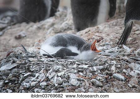 "Gentoo Penguin (Pygoscelis papua), young in the nest, Hannah Point, Livingston Island, South Shetland Islands, Antarctica" View Large Photo Image Stock Image - "Gentoo Penguin (Pygoscelis papua), young in the nest, Hannah Point, Livingston Island, South Shetland Islands, Antarctica". Fotosearch