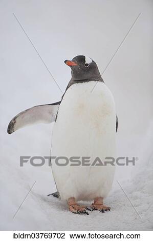 "Gentoo Penguin (Pygoscelis papua), Walker Bay, Livingston Island, South Shetland Islands, Antarctica" View Large Photo Image Stock Image - "Gentoo Penguin (Pygoscelis papua), Walker Bay, Livingston Island, South Shetland Islands, Antarctica". Fotosearch
