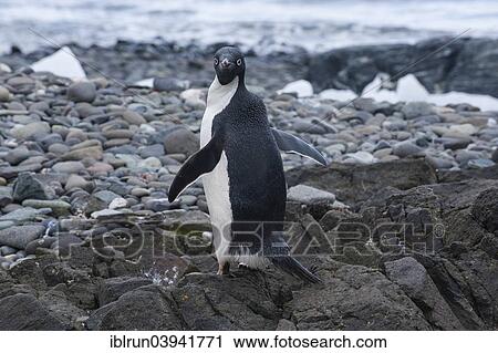 "Gentoo Penguin (Pygoscelis papua), King George Island, South Shetland Islands, Antarctica" View Large Photo Image Stock Image - "Gentoo Penguin (Pygoscelis papua), King George Island, South Shetland Islands, Antarctica". Fotosearch