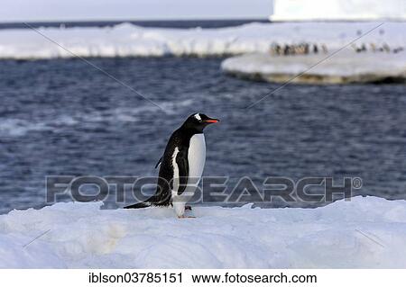 "Gentoo Penguin (Pygoscelis papua), adult, on ice floe, Half Moon Island, Antarctica" View Large Photo Image Stock Image - "Gentoo Penguin (Pygoscelis papua), adult, on ice floe, Half Moon Island, Antarctica". Fotosearch