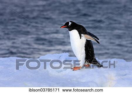 "Gentoo Penguin (Pygoscelis papua), adult, Half Moon Island, Antarctica" View Large Photo Image Stock Image - "Gentoo Penguin (Pygoscelis papua), adult, Half Moon Island, Antarctica". Fotosearch