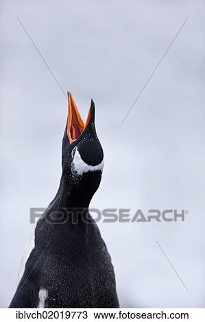 "Gentoo Penguin (Pygoscelis papua), Antarctic Region, Antarctica" View Large Photo Image Stock Image - "Gentoo Penguin (Pygoscelis papua), Antarctic Region, Antarctica". Fotosearch