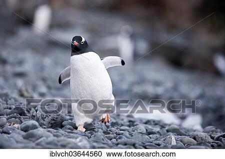 "Gentoo penguin (Pygoscelis papua), Antarctic Peninsula, Antarctica" View Large Photo Image Stock Image - "Gentoo penguin (Pygoscelis papua), Antarctic Peninsula, Antarctica". Fotosearch