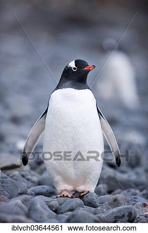 "Gentoo penguin (Pygoscelis papua), Antarctic Peninsula, Antarctica" View Large Photo Image Stock Image - "Gentoo penguin (Pygoscelis papua), Antarctic Peninsula, Antarctica". Fotosearch