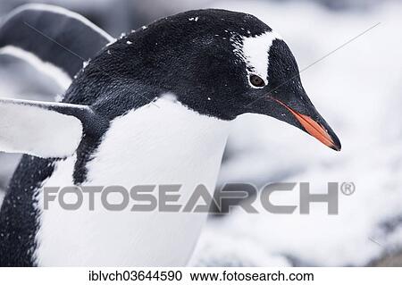 Stock Image - "Gentoo penguin (Pygoscelis papua), Antarctic Peninsula, Antarctica". Fotosearch