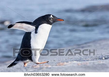 "Gentoo Penguin (Pygoscelis papua), Antarctica" View Large Photo Image Stock Image - "Gentoo Penguin (Pygoscelis papua), Antarctica". Fotosearch