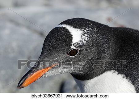 Stock Image - "Gentoo Penguin (Pygoscelis papua), Antarctica". Fotosearch