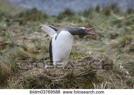 "Gentoo Penguin (Pygoscelis papua), Grytviken, South Georgia and the South Sandwich Islands, United Kingdom, Antarctica" View Large Photo Image Stock Photo - "Gentoo Penguin (Pygoscelis papua), Grytviken, South Georgia and the South Sandwich Islands, United Kingdom, Antarctica". Fotosearch