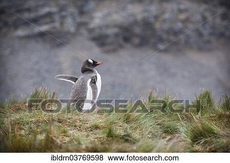 "Gentoo Penguin (Pygoscelis papua), Grytviken, South Georgia and the South Sandwich Islands, United Kingdom, Antarctica" View Large Photo Image Stock Photo - "Gentoo Penguin (Pygoscelis papua), Grytviken, South Georgia and the South Sandwich Islands, United Kingdom, Antarctica". Fotosearch