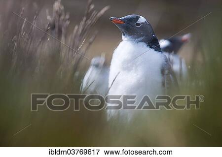 "Gentoo Penguin (Pygoscelis papua), juvenile, Godthul, South Georgia and the South Sandwich Islands, United Kingdom, Antarctica" View Large Photo Image Stock Photo - "Gentoo Penguin (Pygoscelis papua), juvenile, Godthul, South Georgia and the South Sandwich Islands, United Kingdom, Antarctica". Fotosearch