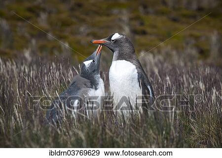 "Gentoo Penguin (Pygoscelis papua) feeding young, Godthul, South Georgia and the South Sandwich Islands, United Kingdom, Antarctica" View Large Photo Image Stock Photo - "Gentoo Penguin (Pygoscelis papua) feeding young, Godthul, South Georgia and the South Sandwich Islands, United Kingdom, Antarctica". Fotosearch
